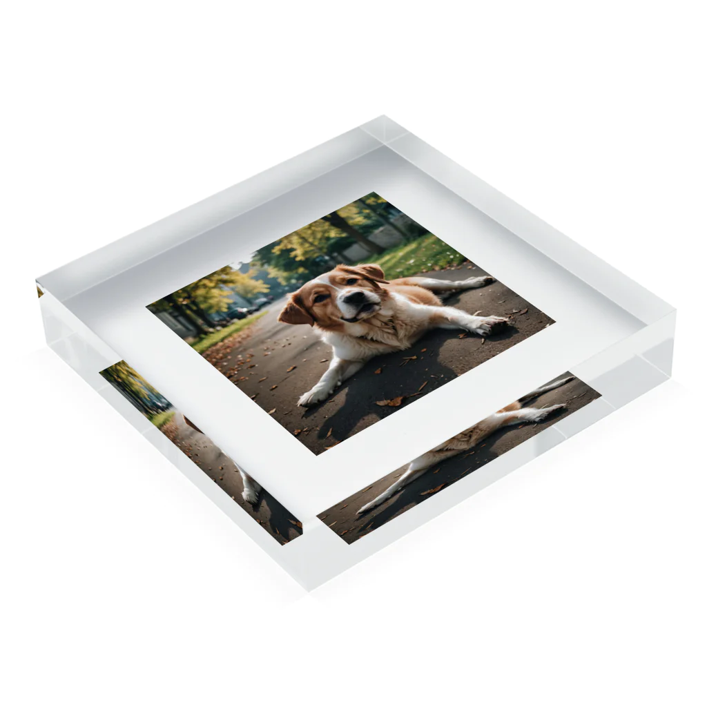 kokin0の足を広げて座る犬 Acrylic Block :placed flat