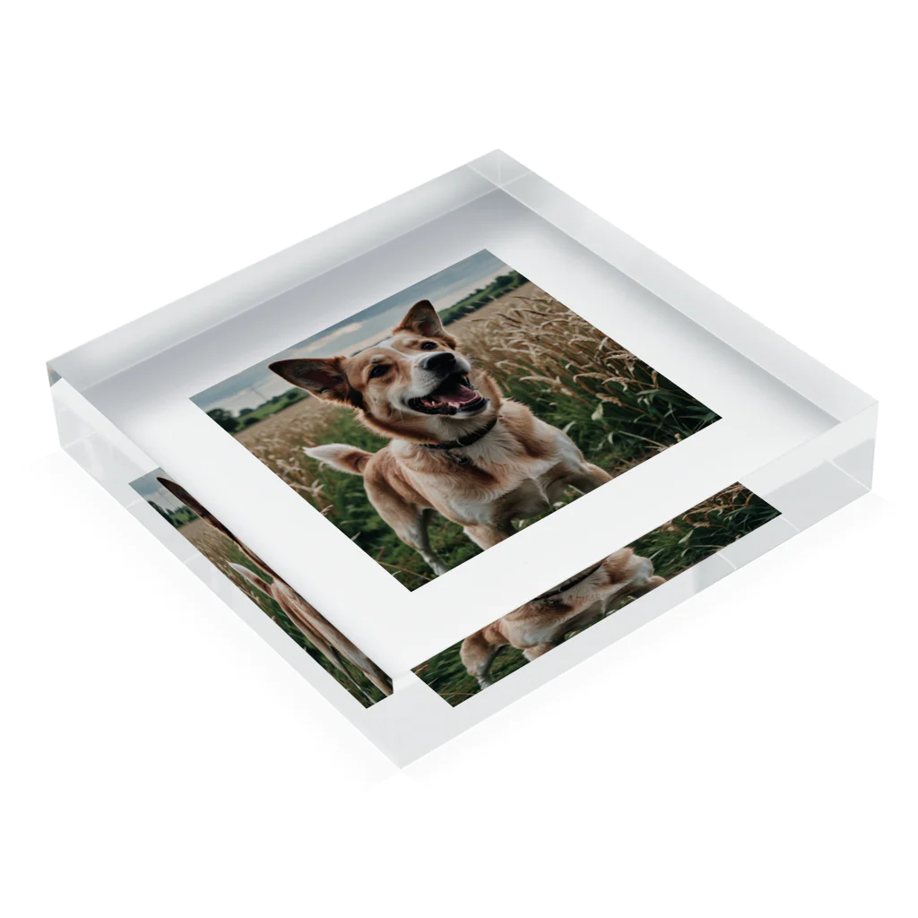 kokin0の畑で微笑む犬 dog smailing in the ground Acrylic Block :placed flat