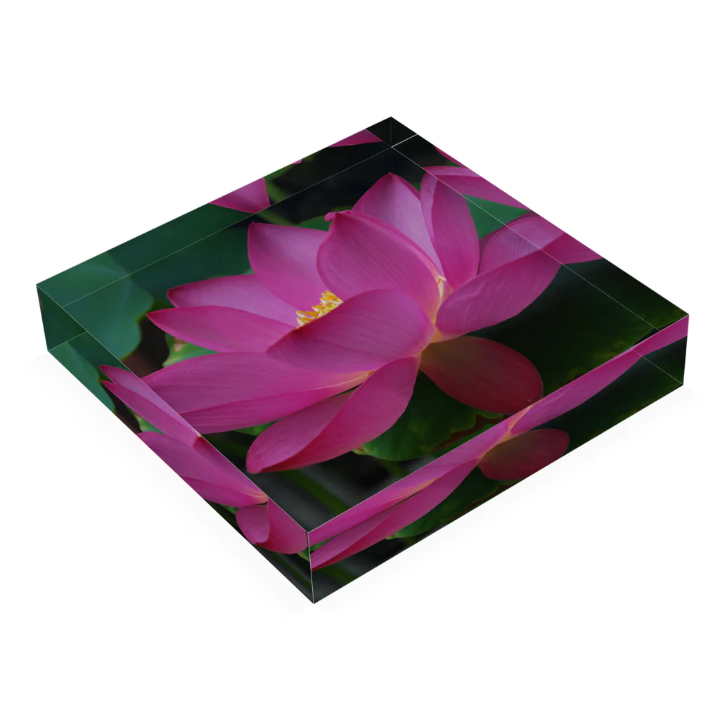 つぶつぶとのlotus（pink） Acrylic Block :placed flat