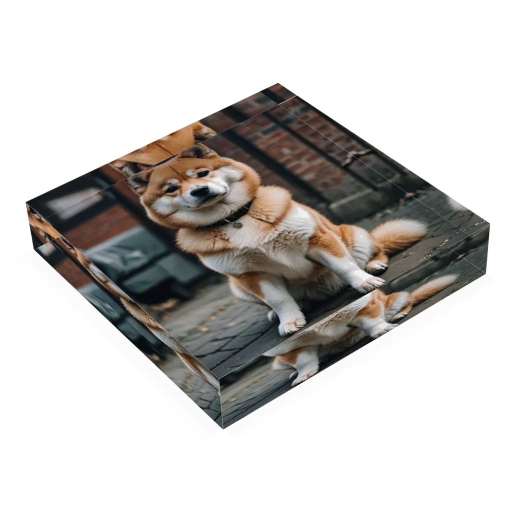 kaerinofficeのかわいすぎる柴犬の表情を収めた写真📸  Acrylic Block :placed flat