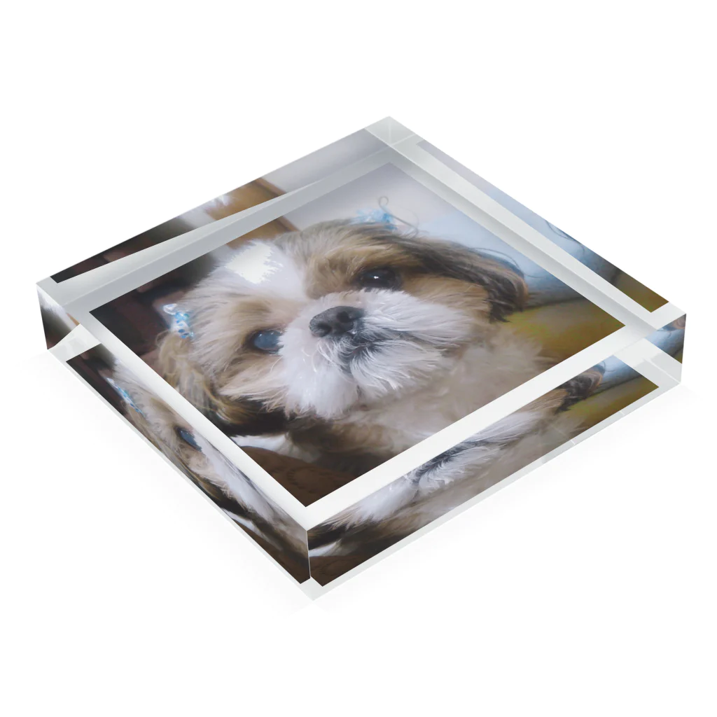 honeys'shopのDog Acrylic Block :placed flat