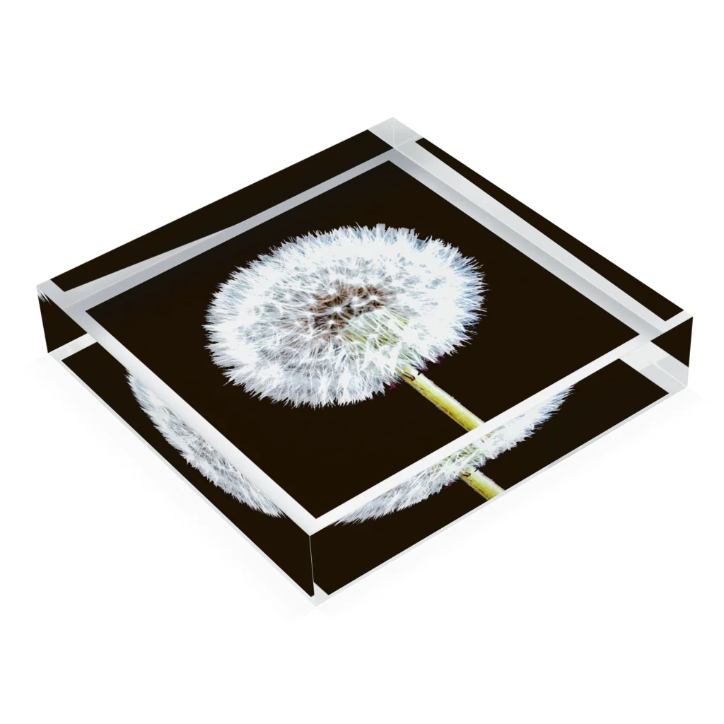 po_ta_mosのタンポポ　「植物の肖像画」シリーズ Acrylic Block :placed flat