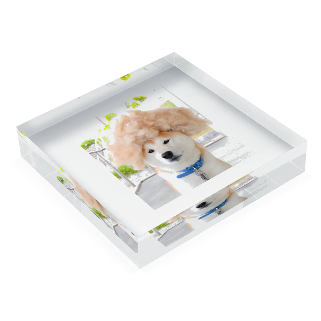 shiba508のアフロ犬 Acrylic Block :placed flat