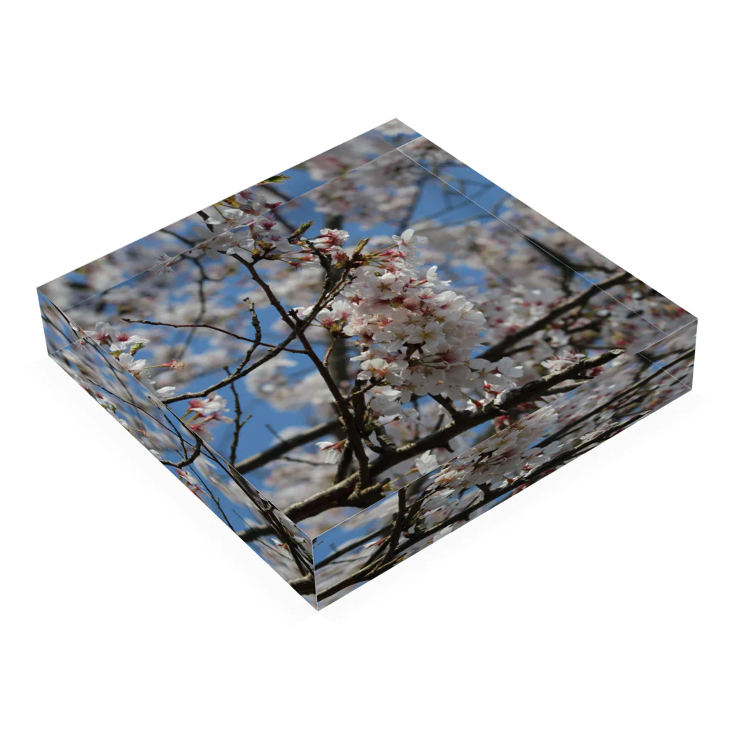 愁諷の桜ーSAKURAー Acrylic Block :placed flat