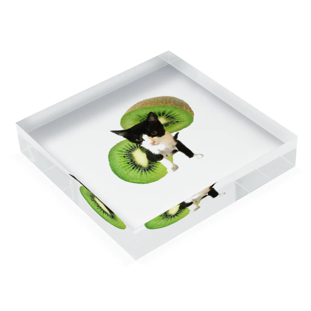 保護猫カフェ「駒猫」さん家のNo.5 キウイくん♪ Acrylic Block :placed flat