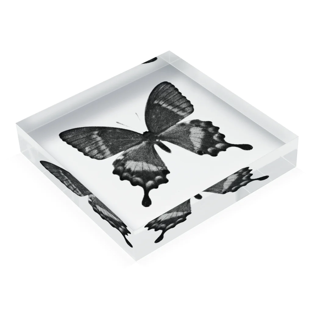 kob_666のbutterfly Acrylic Block :placed flat