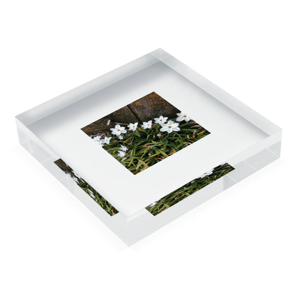 hansmidorietcの道端に咲くハナニラ Acrylic Block :placed flat