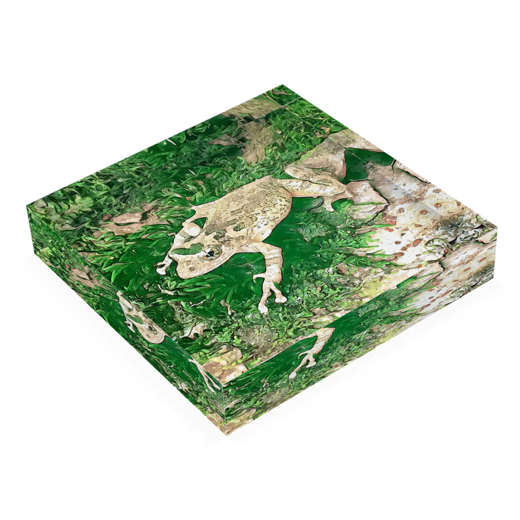 Fantastic FrogのFantastic Frog -Evergreen Version- Acrylic Block :placed flat