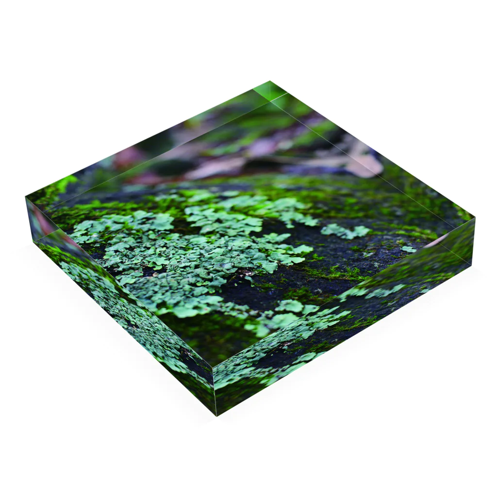 タマムシイロの苔_自然の結晶 Acrylic Block :placed flat