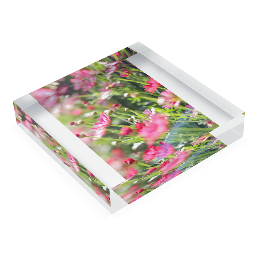 かぴばらのFLOWERS-ぴんく- Acrylic Block :placed flat