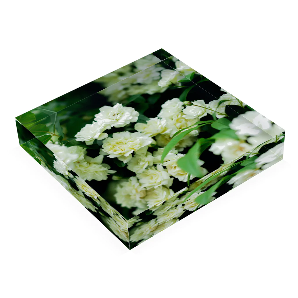 かぴばらのFLOWERS-しろ- Acrylic Block :placed flat