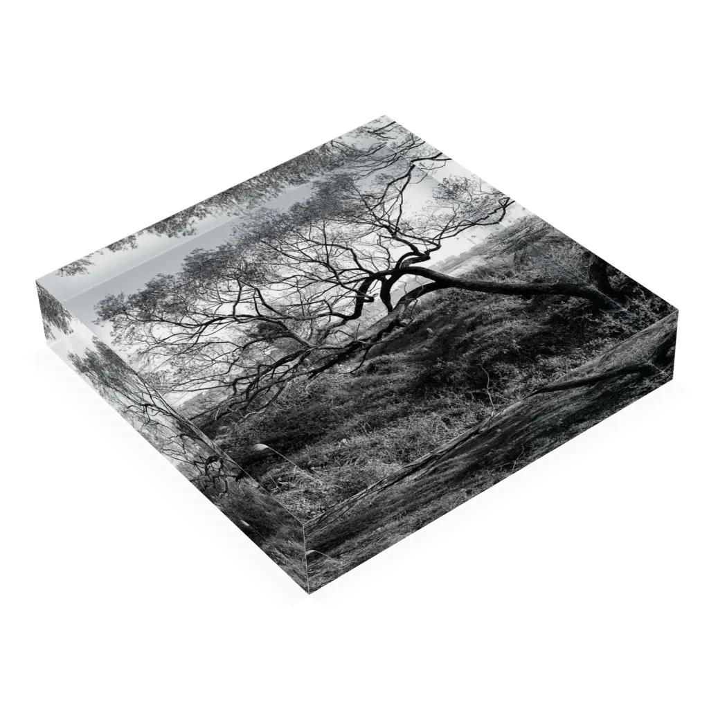 moriyamaのtree Acrylic Block :placed flat