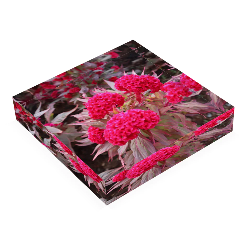 yutoyouのThailand Pink Flower other ver. Acrylic Block :placed flat