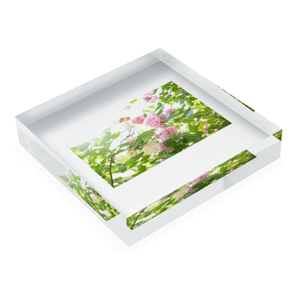 BLACKANDWHITEのRose Garden Acrylic Block :placed flat