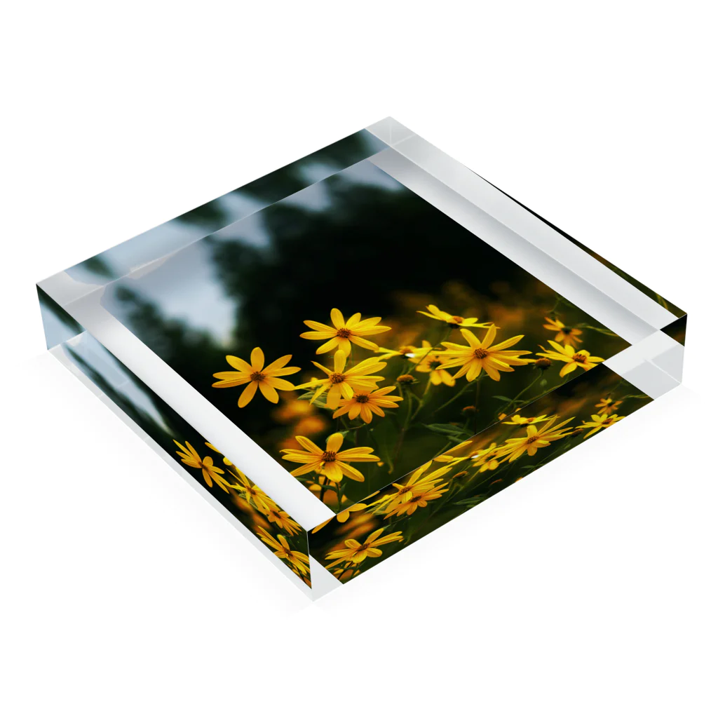 hiroki-naraの菊芋と樹木　DATA_P_139 tree Acrylic Block :placed flat