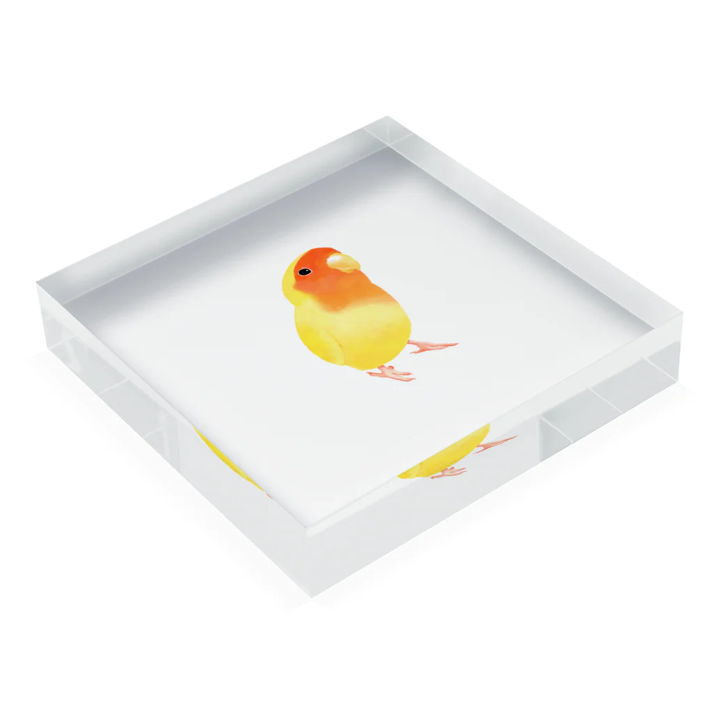 まめるりはことりのコザクラインコ　おすましルチノー【まめるりはことり】 Acrylic Block :placed flat