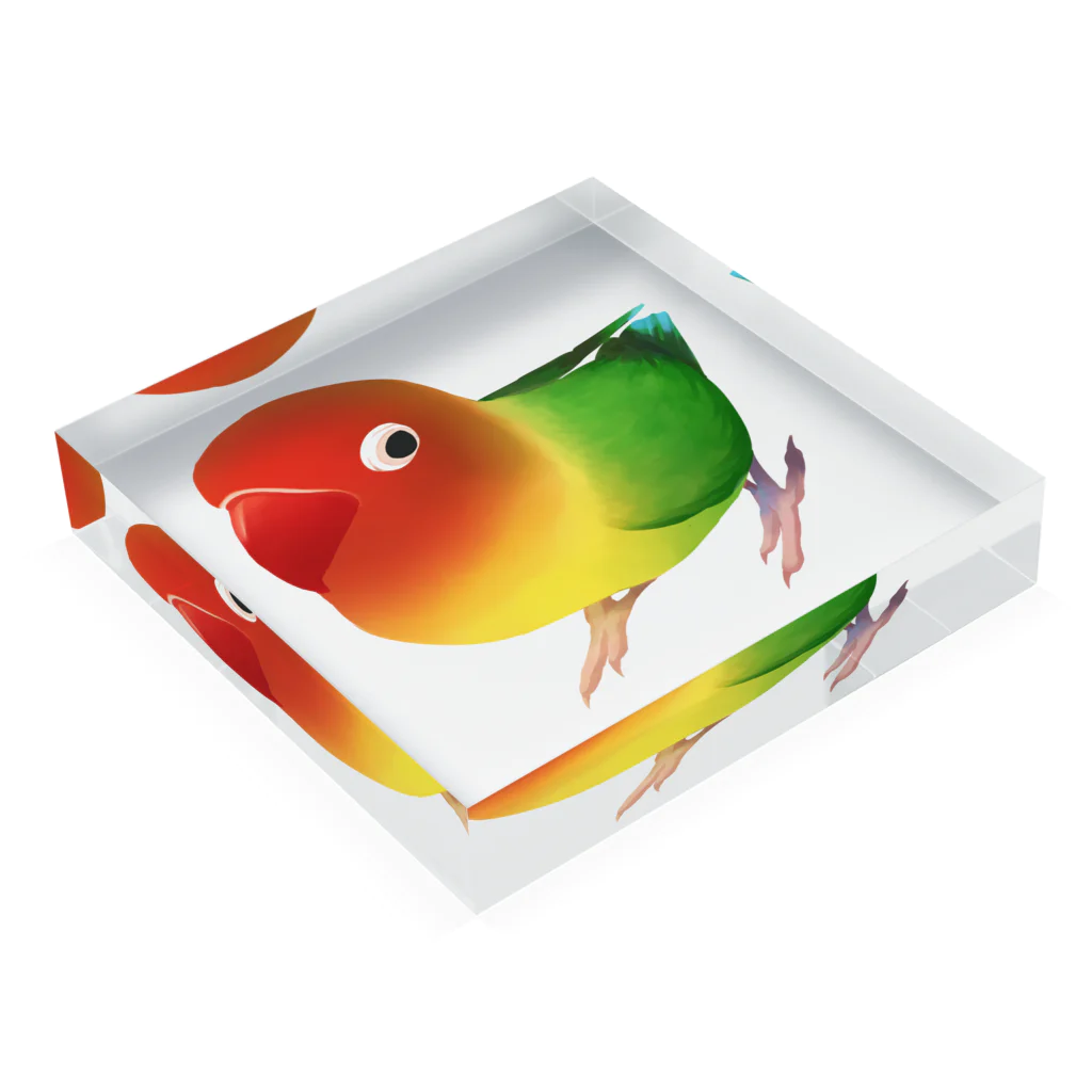 まめるりはことりのボタンインコ　おすましルリゴシボタンインコ【まめるりはことり】 Acrylic Block :placed flat