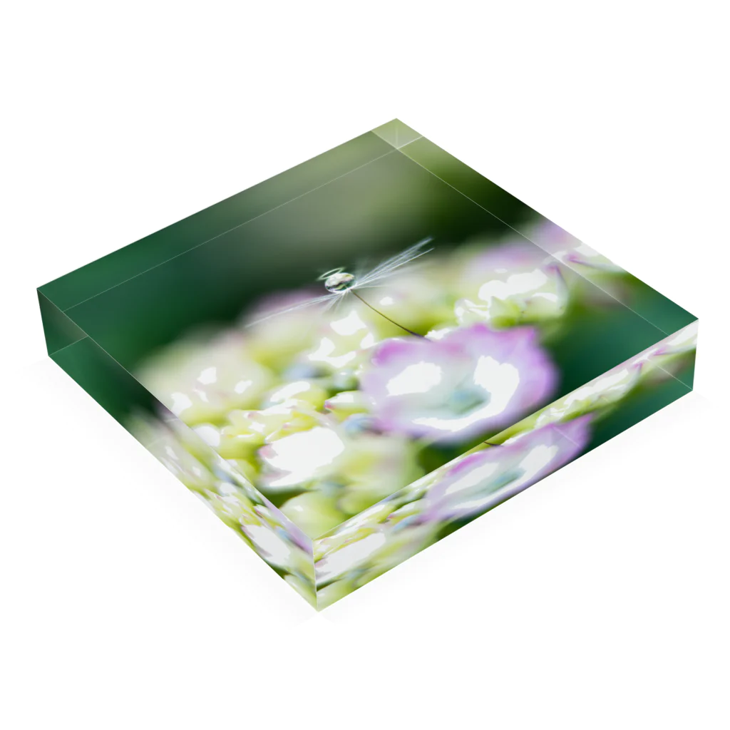 PhotoAtelier Aileのangel of hydrangea 170603 Acrylic Block :placed flat