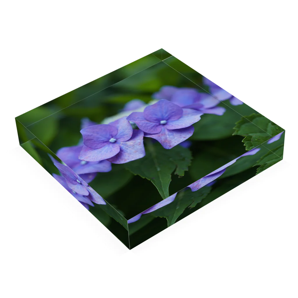 gallery_yukoの紫陽花 Acrylic Block :placed flat