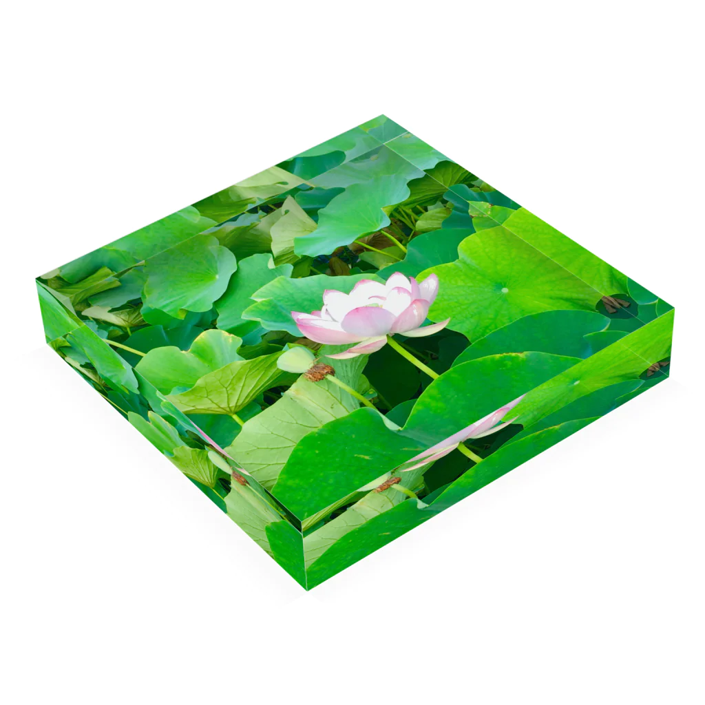 kotyae★roomの蓮の花 Acrylic Block :placed flat