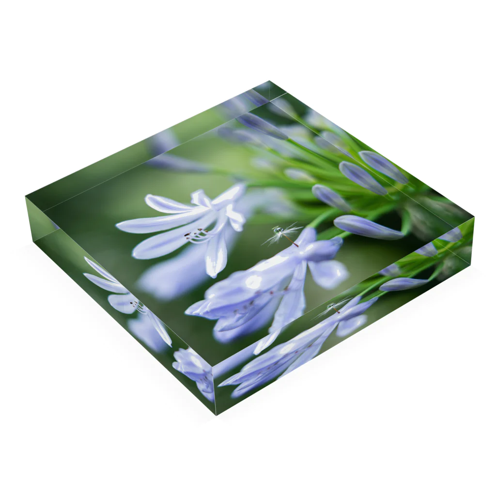 PhotoAtelier AileのAngel of Agapanthus 170702 Acrylic Block :placed flat