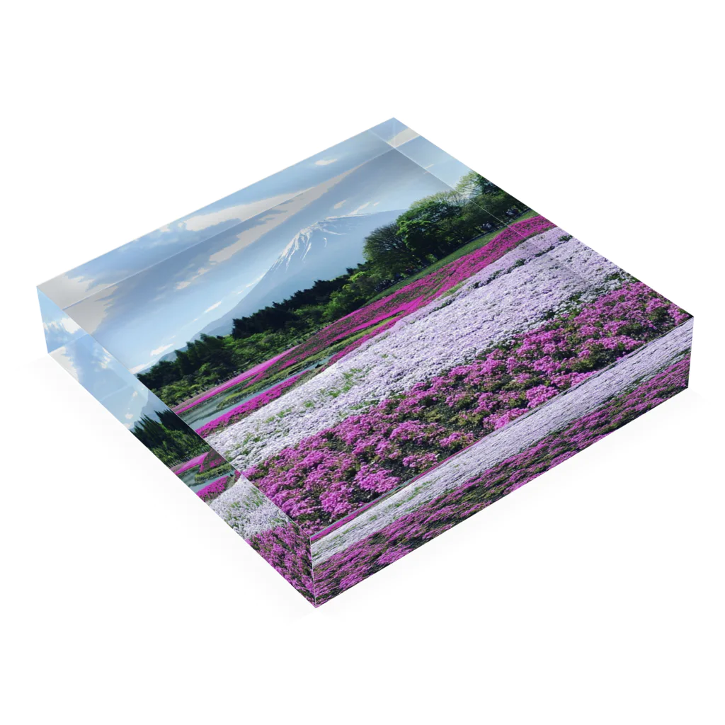 DK工房のシバザクラ（芝桜） Acrylic Block :placed flat