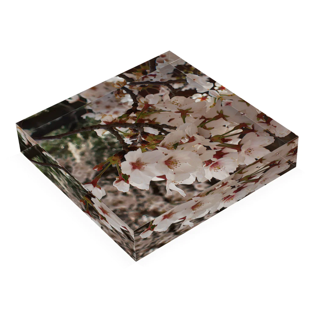 hiroki-naraの桜　サクラ　cherry blossom DATA_P_152　春　spring Acrylic Block :placed flat