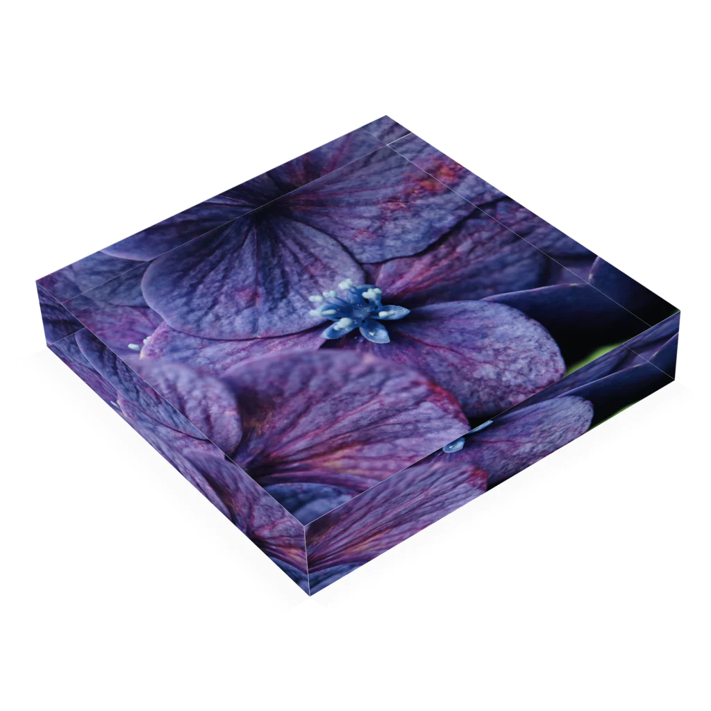 8l0の紫陽花　紫 Acrylic Block :placed flat