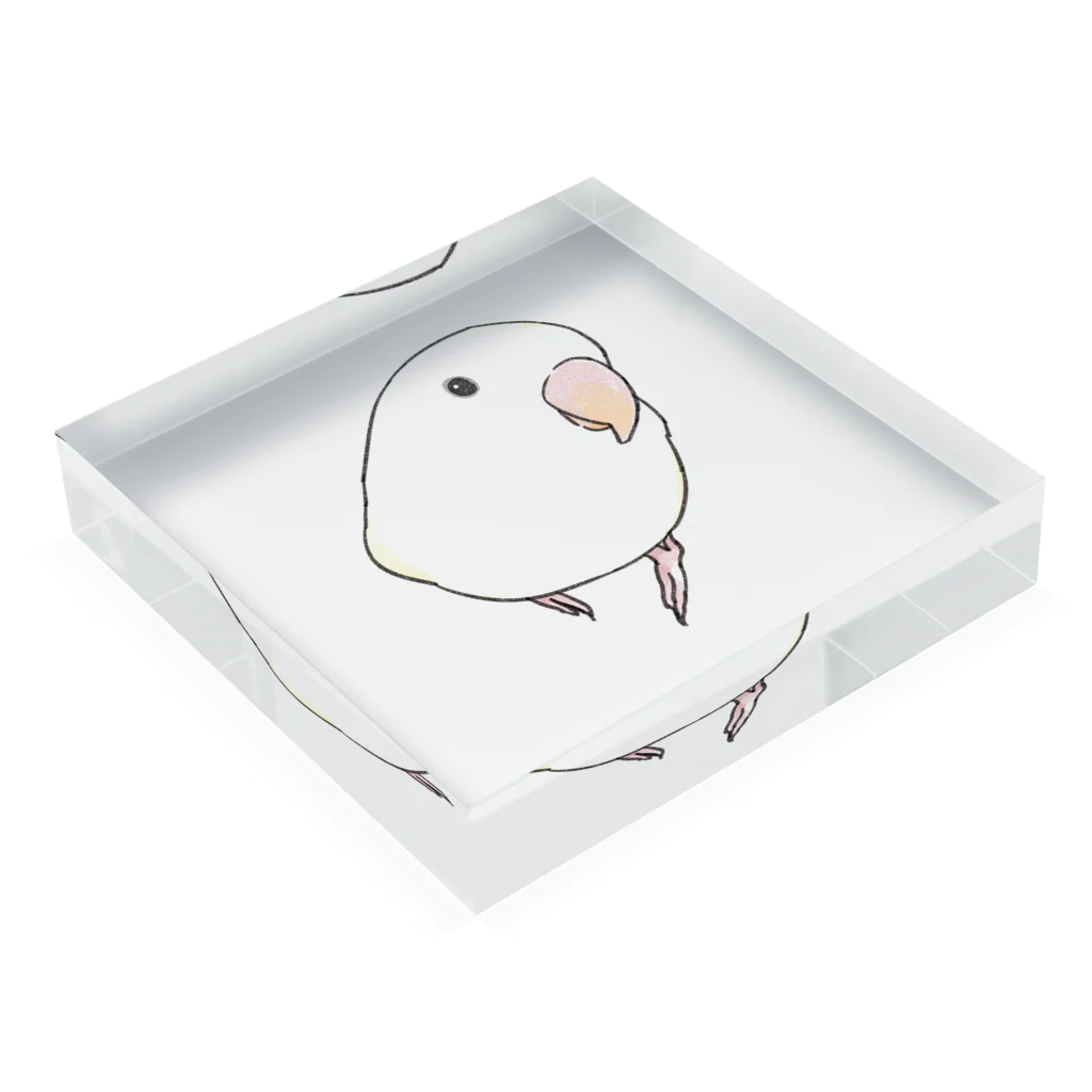 まめるりはことりのコザクラインコ　バイオレットパイドちゃん【まめるりはことり】 Acrylic Block :placed flat