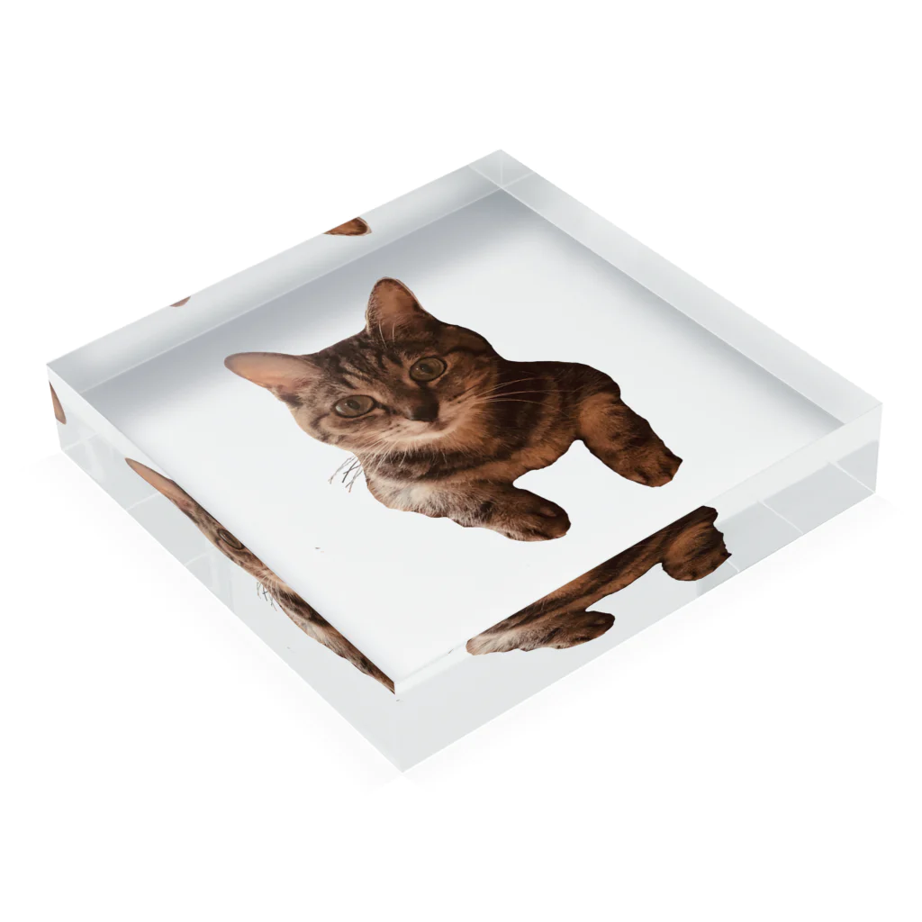 𝙎𝙩𝙮𝙡𝙞𝙨𝙝𝙗𝙤𝙤𝙗のかわいいねこ Acrylic Block :placed flat