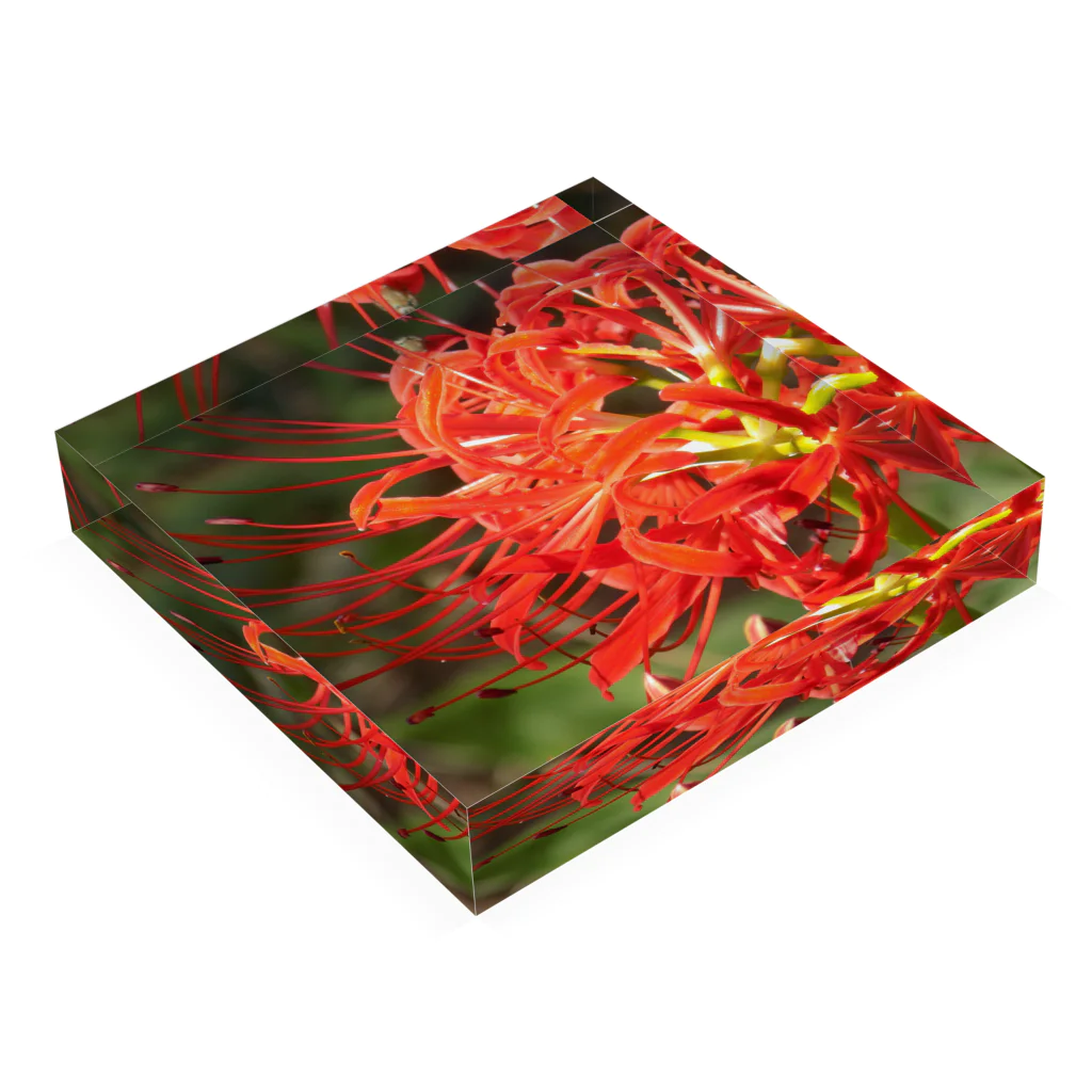 K-ioriの季節の花　彼岸花 Acrylic Block :placed flat