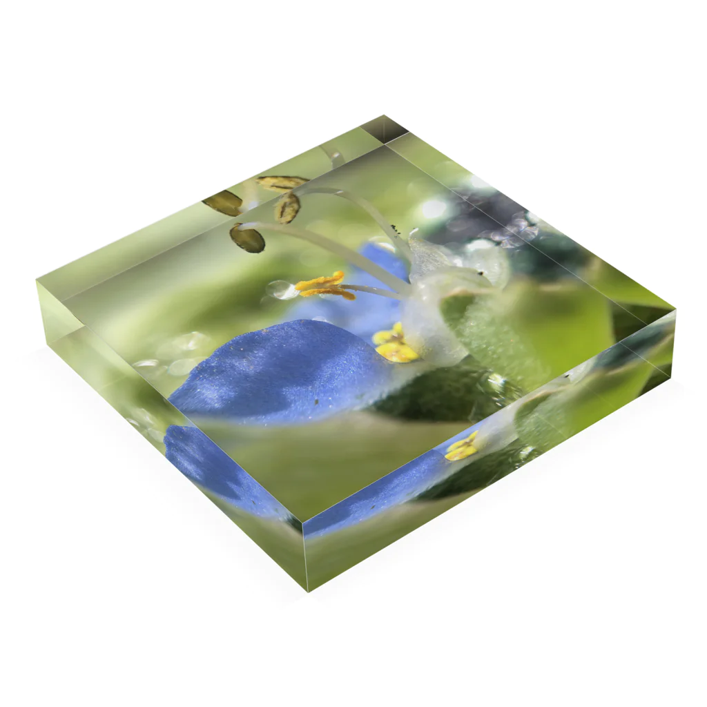 Mumearth Essenceのきらめきの花 Acrylic Block :placed flat