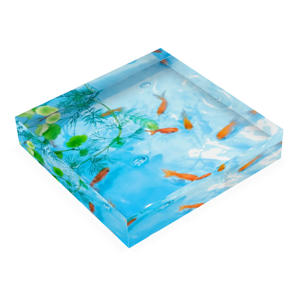 ウォーターブロックの金魚 Acrylic Block :placed flat