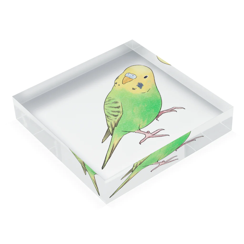 まめるりはことりの首傾げセキセイインコ　ピーちゃん【まめるりはことり】 Acrylic Block :placed flat