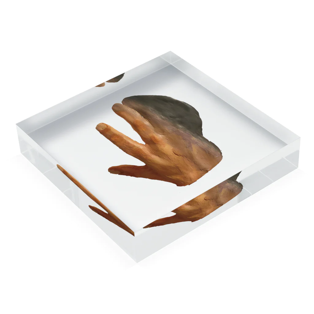 行方白子(ゆくえしらず)のイルカ人魚の標本(手) アクリルブロックの平置き