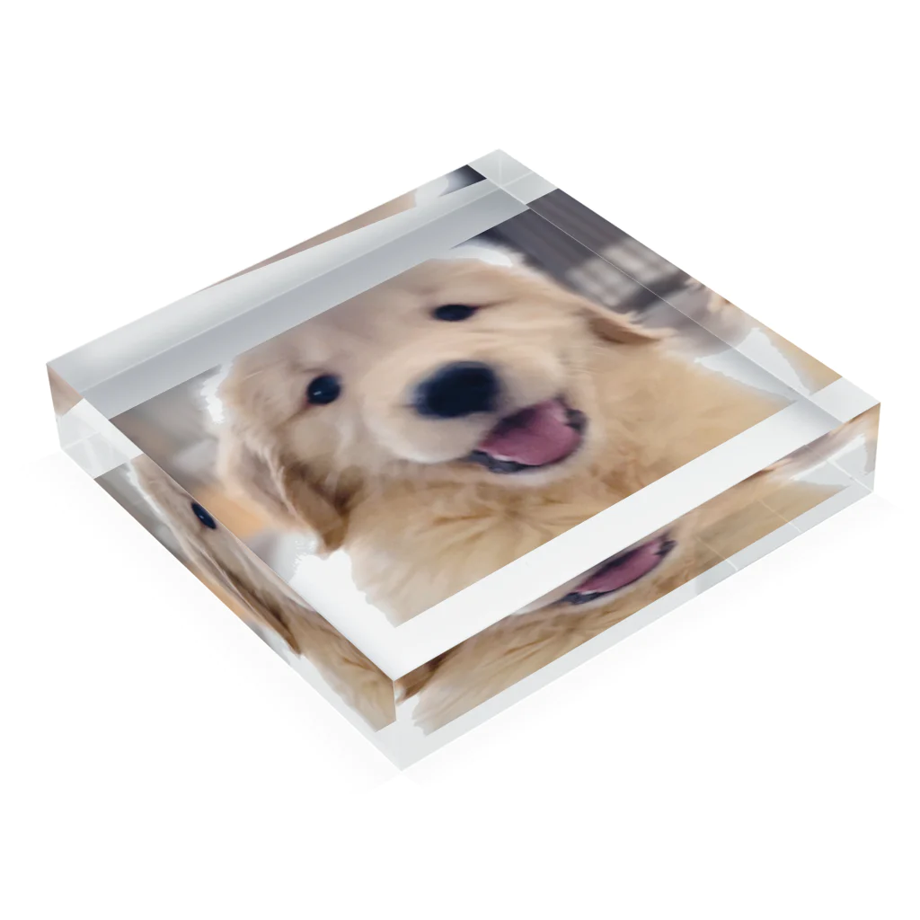 さら【ゴールデンレトリバー】のゴールデンレトリバーの子犬 Acrylic Block :placed flat