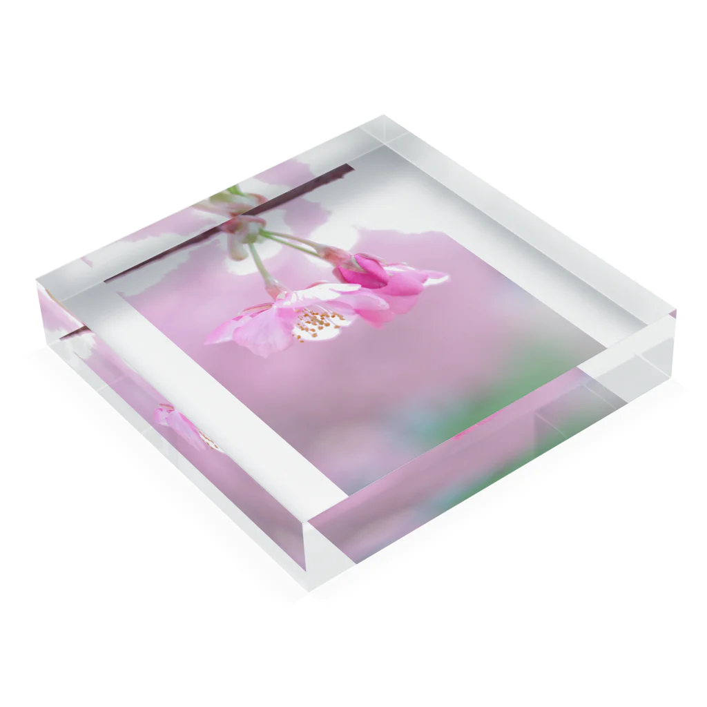 ゆる工房の河津桜 Acrylic Block :placed flat