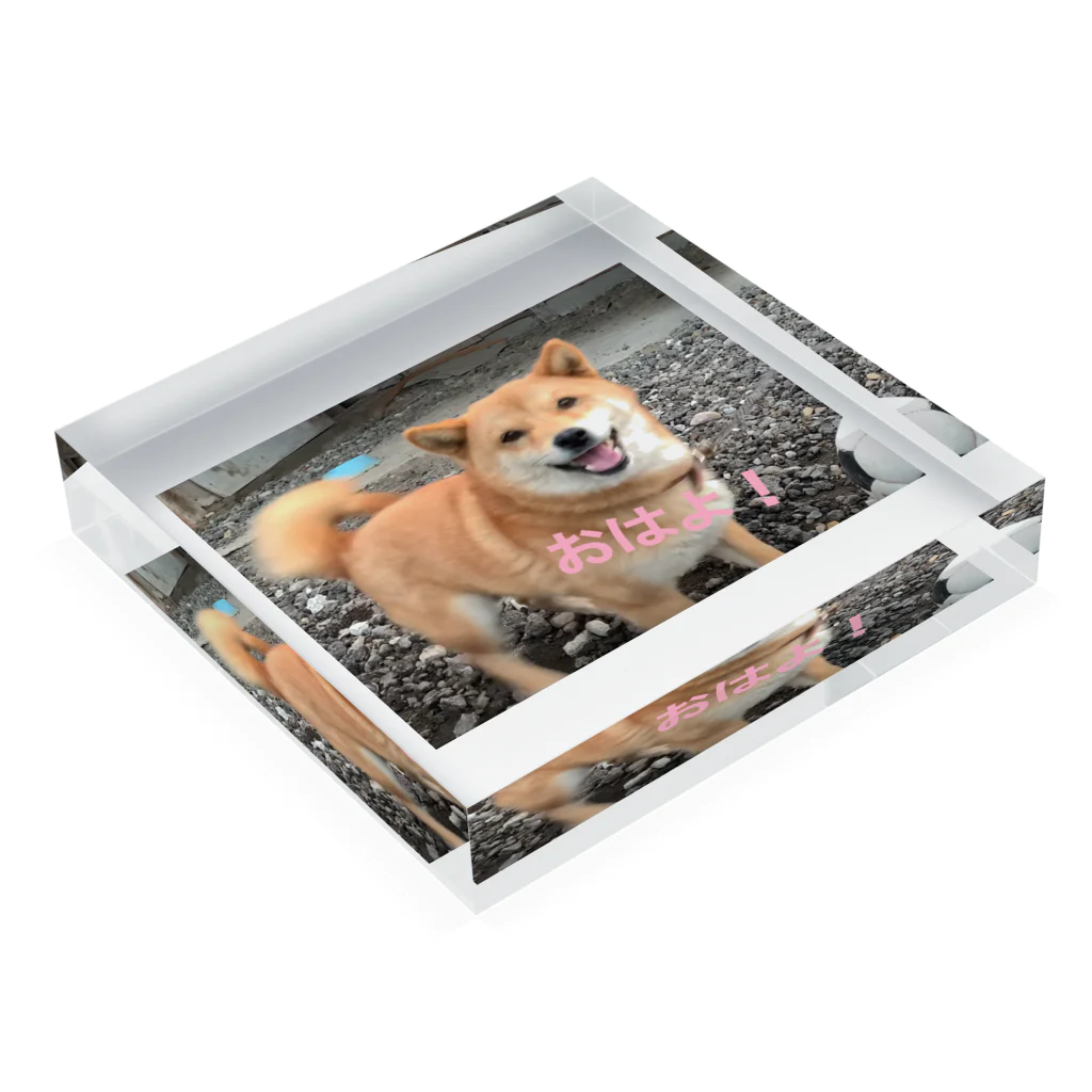 猫ちゃん犬ちゃんのご飯稼ぎのお菊ちゃんのアクリルブロック Acrylic Block :placed flat