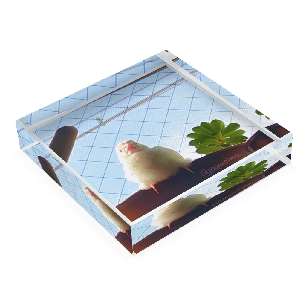 松砂丸商店の白文鳥のチマフミ Acrylic Block :placed flat