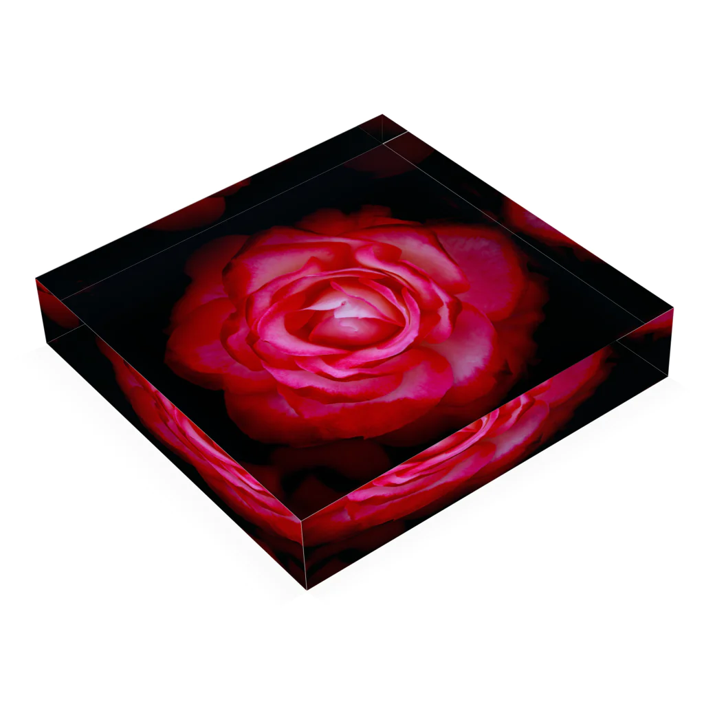 Takashi MUKAIのBlock-Photo-Rose03 Acrylic Block :placed flat