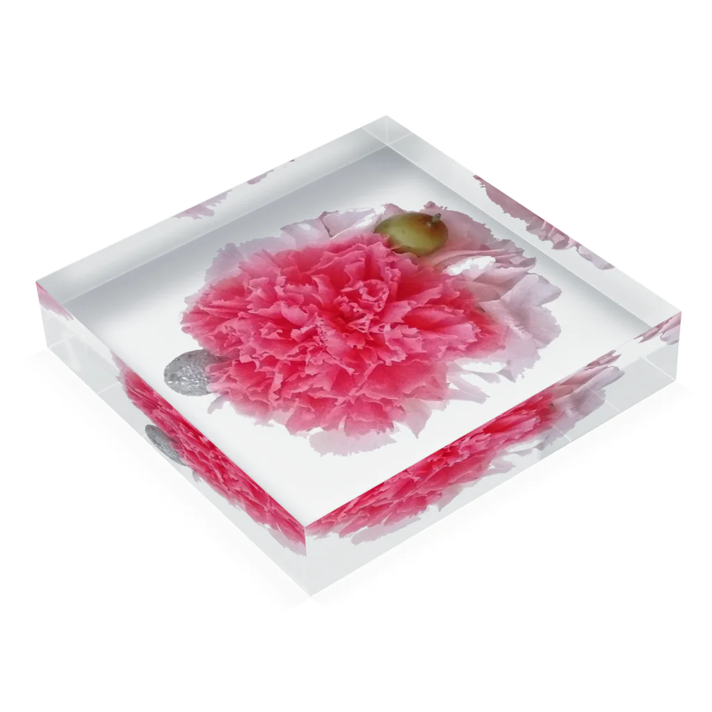 お花の双葉の濃いピンクカーネーション Acrylic Block :placed flat