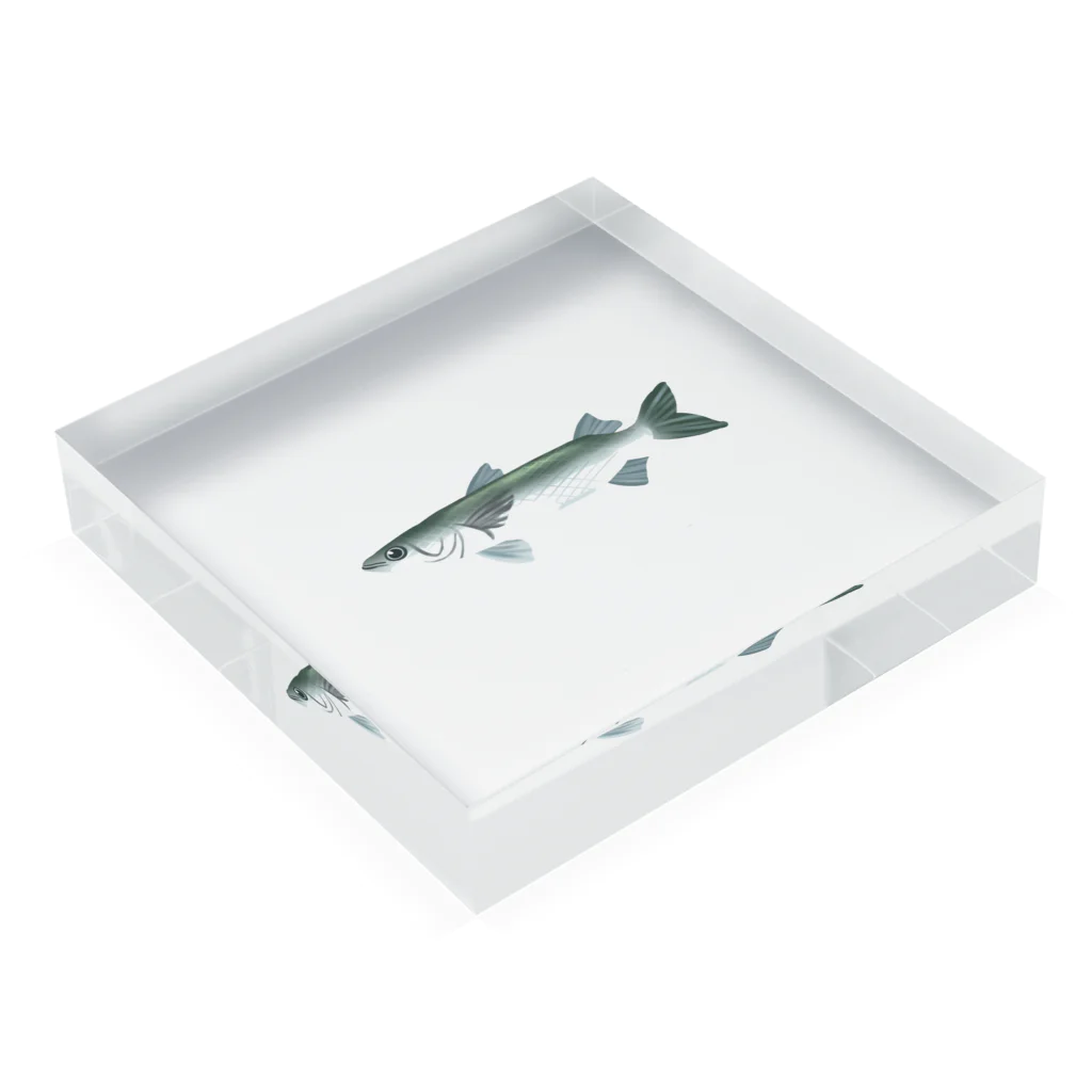 いくら丼のボラ Acrylic Block :placed flat