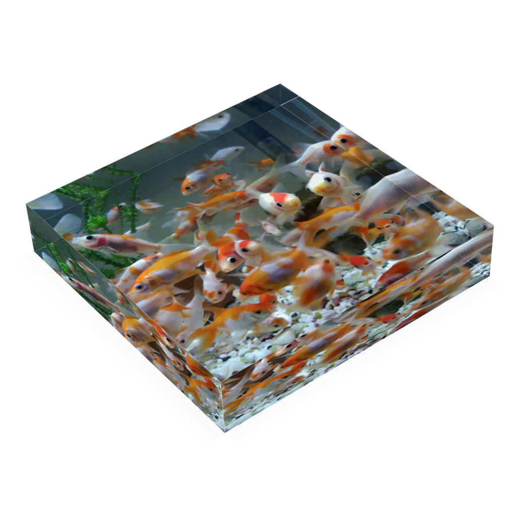 Golden Fish Farm OTOHIMEのOTOHIMEオリジナルグッズ Acrylic Block :placed flat