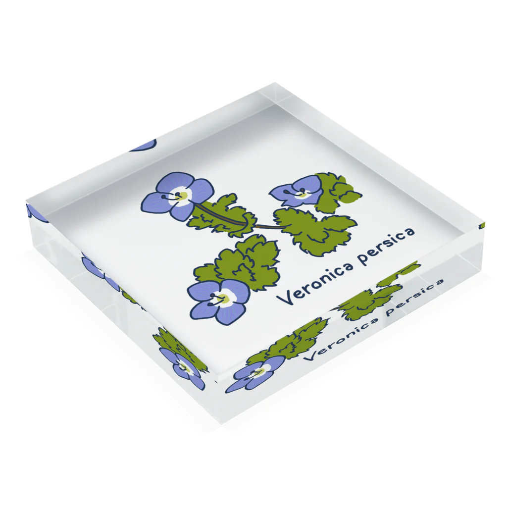 かめたろうのオオイヌノフグリ  （はるのくさ その1） Acrylic Block :placed flat