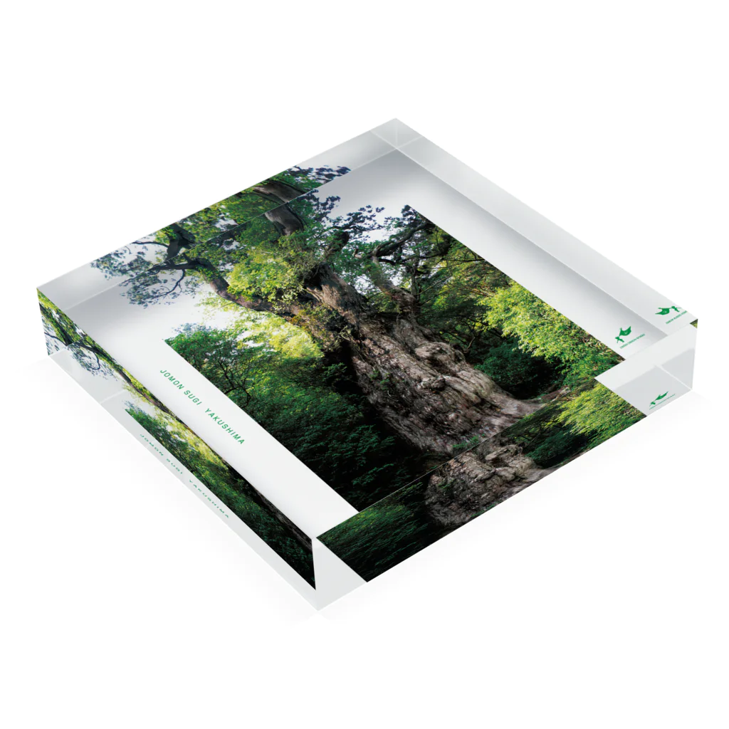GREEN DESIGN WORKS　グリーンデザインワークスの屋久島縄文杉アクリルブロック Acrylic Block :placed flat