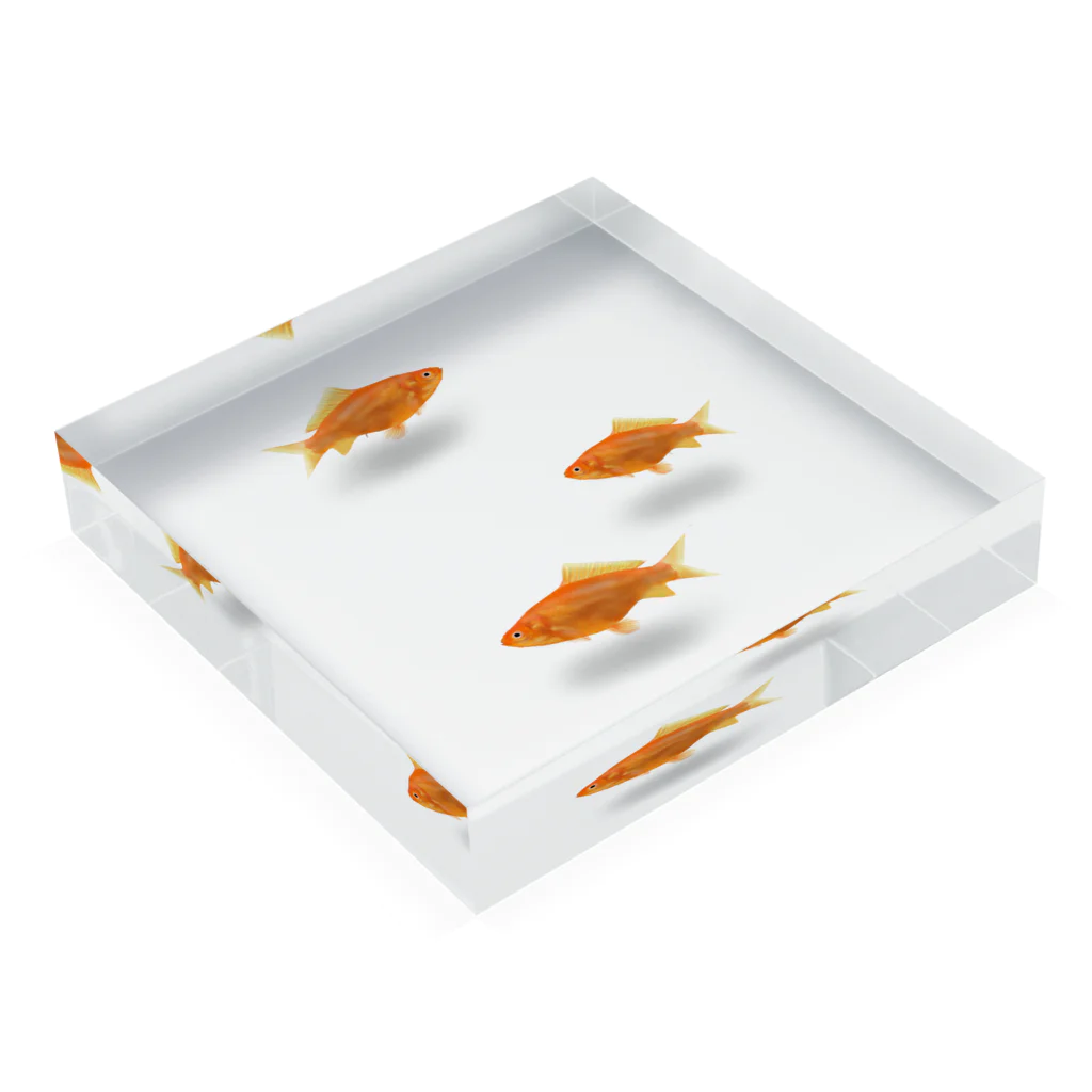 Kanshadoの金魚3尾 Acrylic Block :placed flat