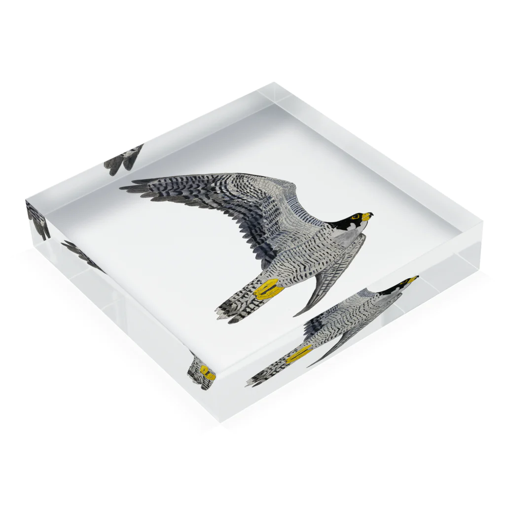 Coshi-Mild-Wildのハヤブサですよ🦅 Acrylic Block :placed flat