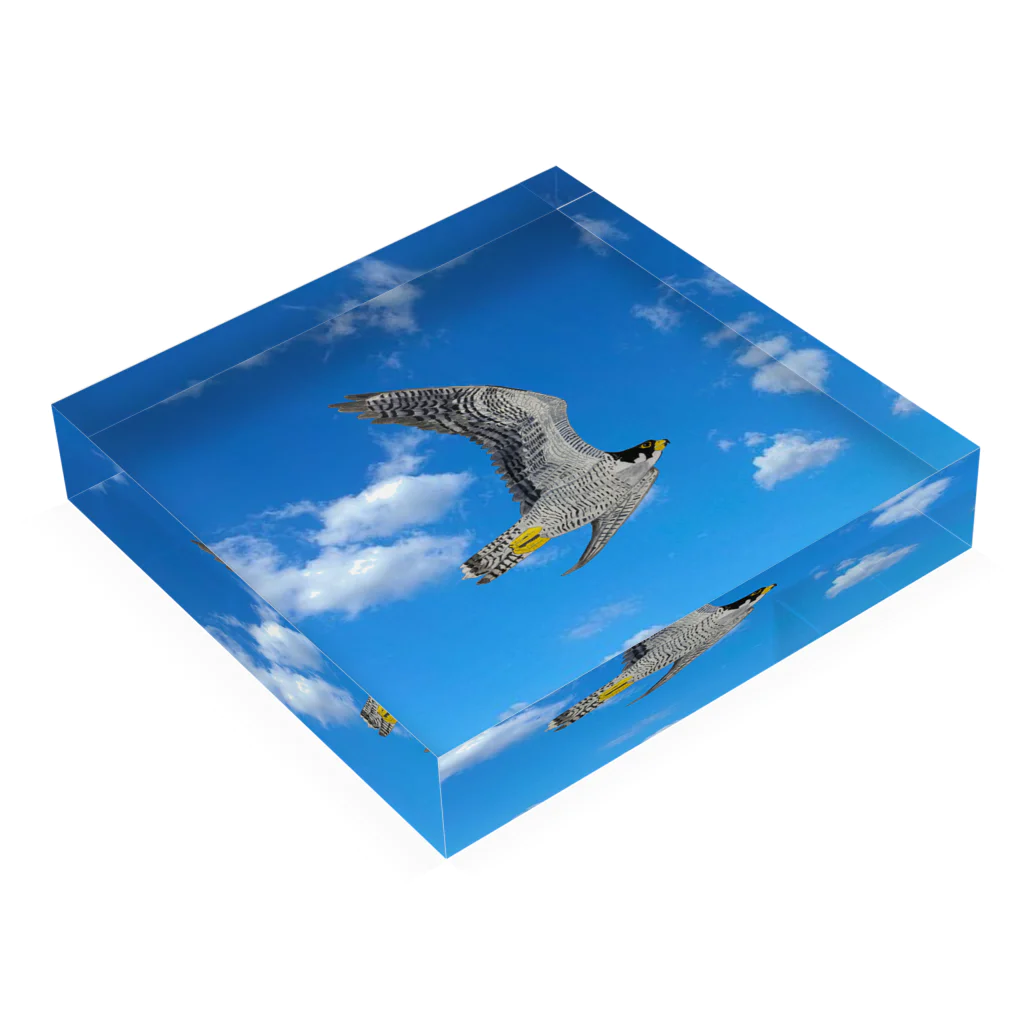 Coshi-Mild-Wildのハヤブサだぞぉっ🦅 Acrylic Block :placed flat