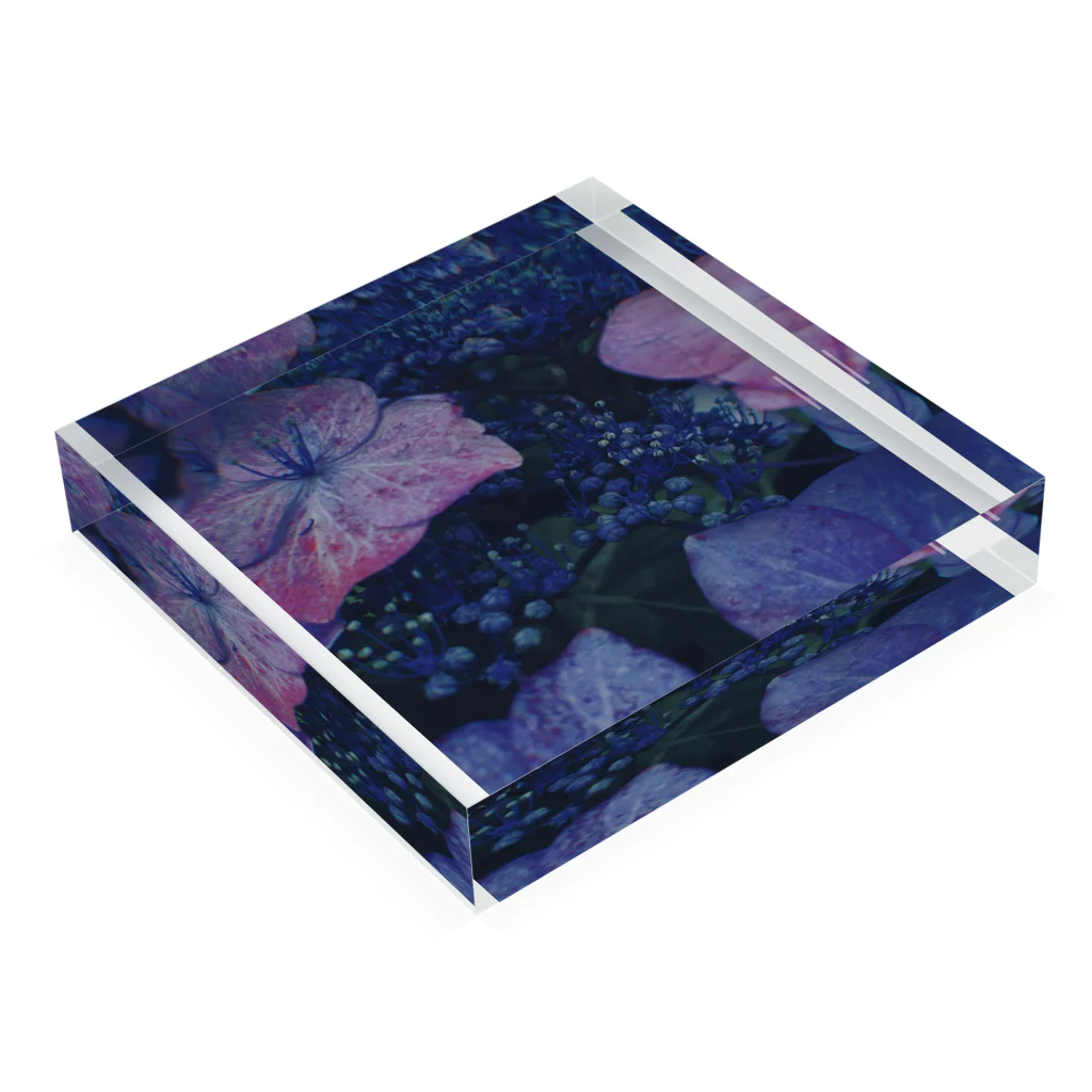 あごさんの紫陽花 Acrylic Block :placed flat