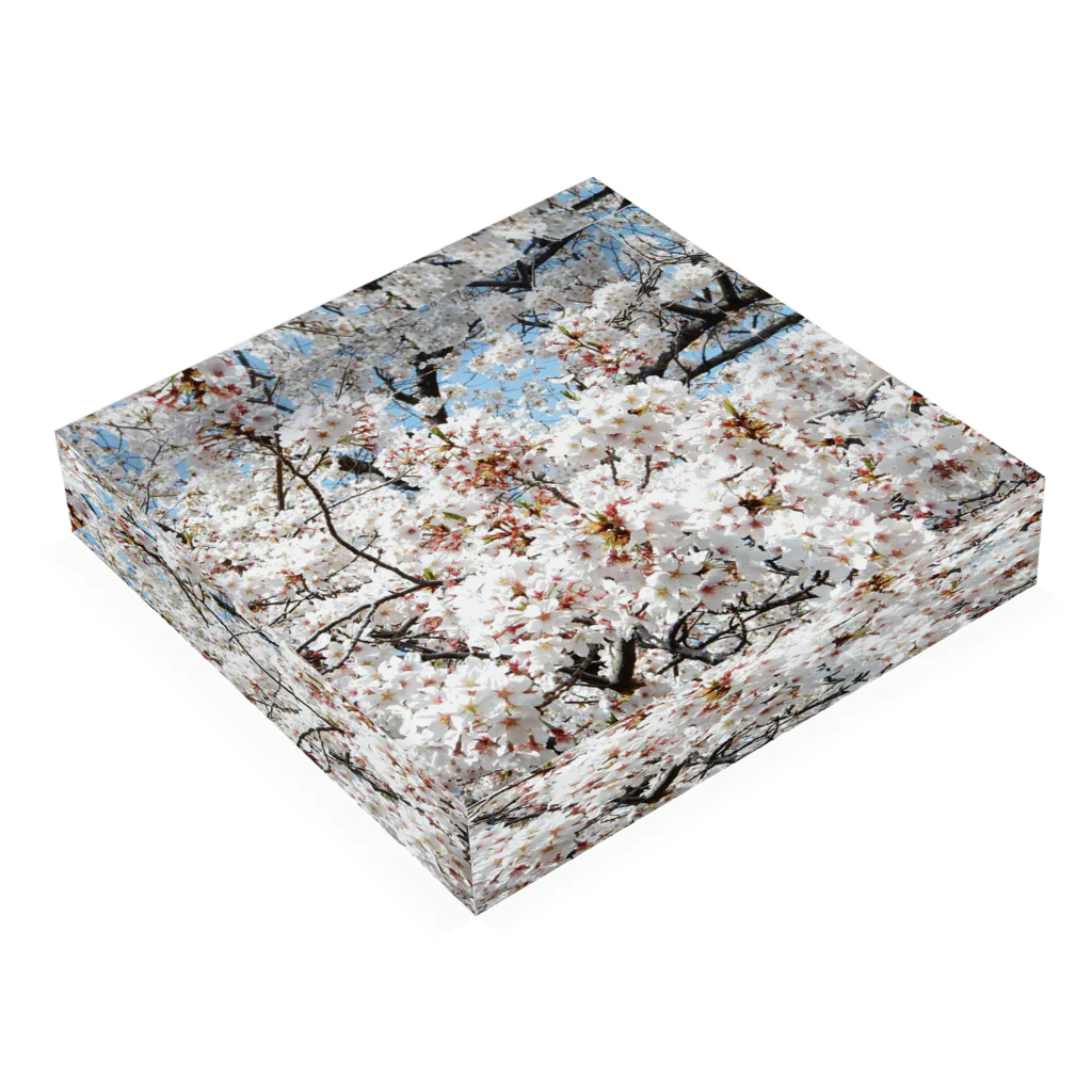 3A5のcherryblossoms3_aR Acrylic Block :placed flat